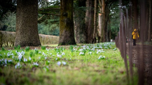 Spring bulbs along Cedar Avenue